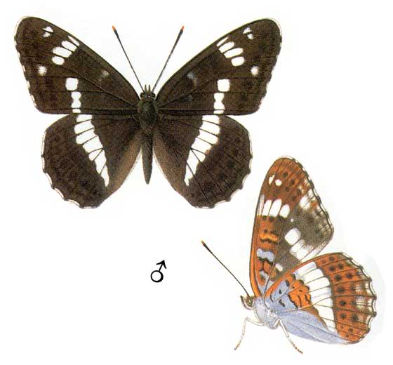 Пол у самок бабочки. Ленточник Limenitis. Бабочка ленточник малый. Limenitis Camilla (Linnaeus, 1764).